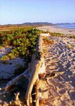 Beach vacations